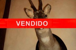 CMA17-VENDIDO
