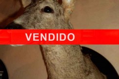 CMA18-VENDIDO
