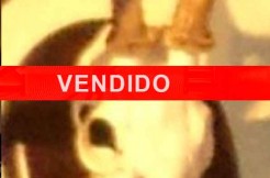 CMA54-VENDIDO