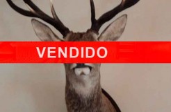 CMA71-Vendido