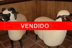 pareja-carnero-oveja-vendido