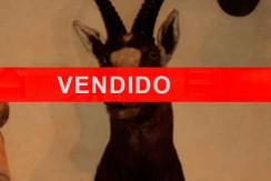 SPN09