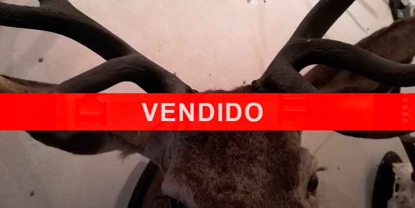 CIERVO