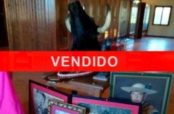 vendido-toro-engañamares