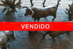 vendido-tres-toros-pastando-en-el-campo