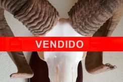 vendido-muflon-ultimo